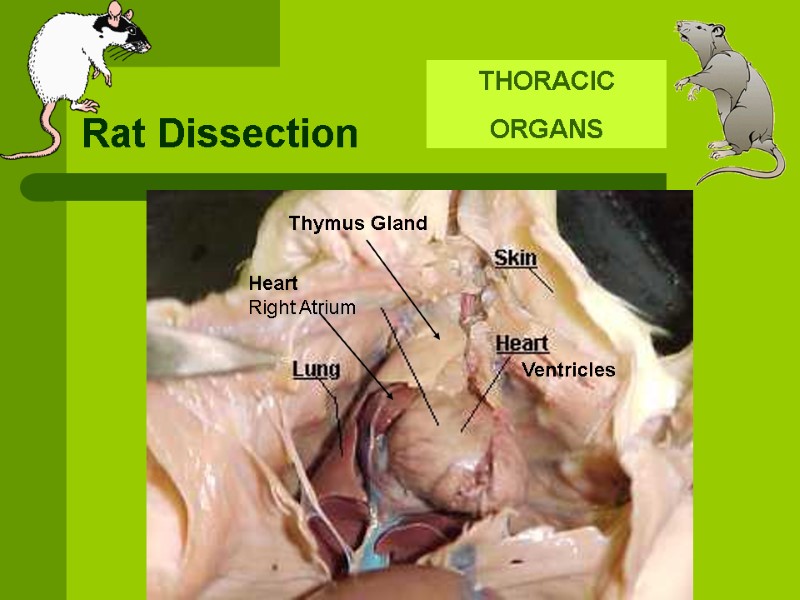 Rat Dissection THORACIC ORGANS  Thymus Gland Ventricles Heart Right Atrium
